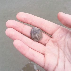 Meet your Posher, Ella